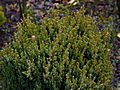 Juniperus communis Anna Maria IMG_1341 Jałowiec pospolity